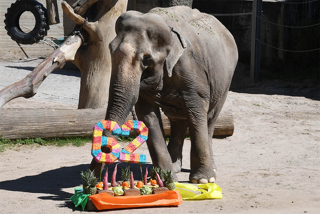 L'elefante Rani dallo zoo tedesco di Karlsruhe ha 62 anni