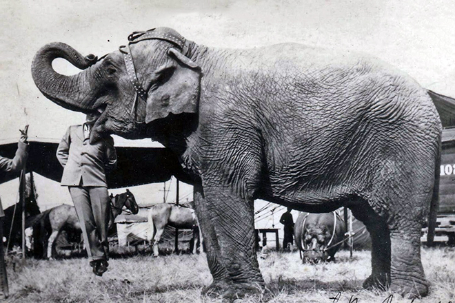 Elefant Batyr
