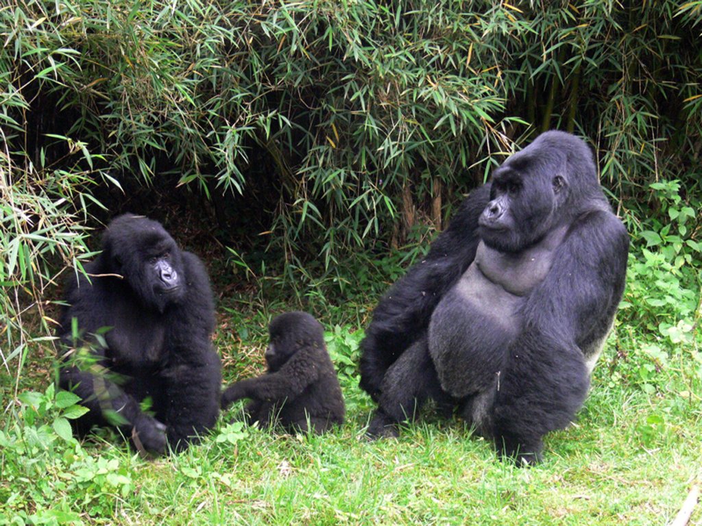 Familia gorillas