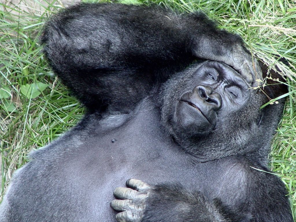 Gorilla is dozing