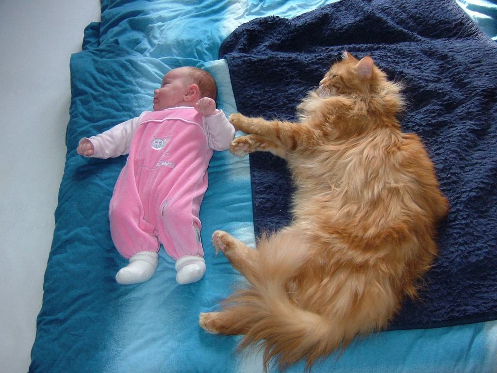 Maine coon and child