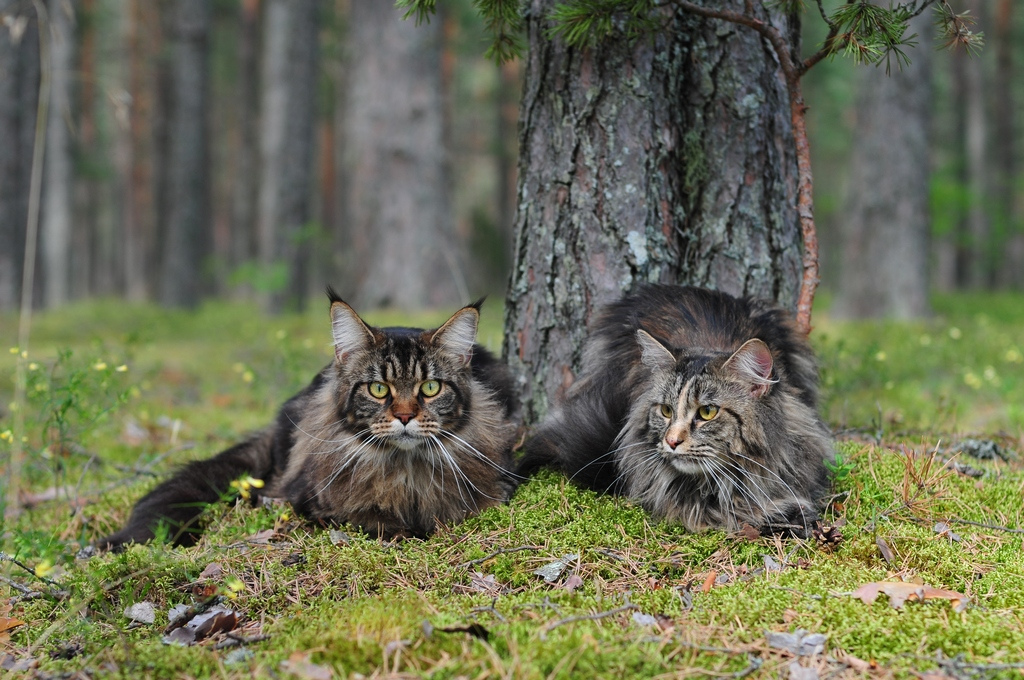 Maine Coon in the forest