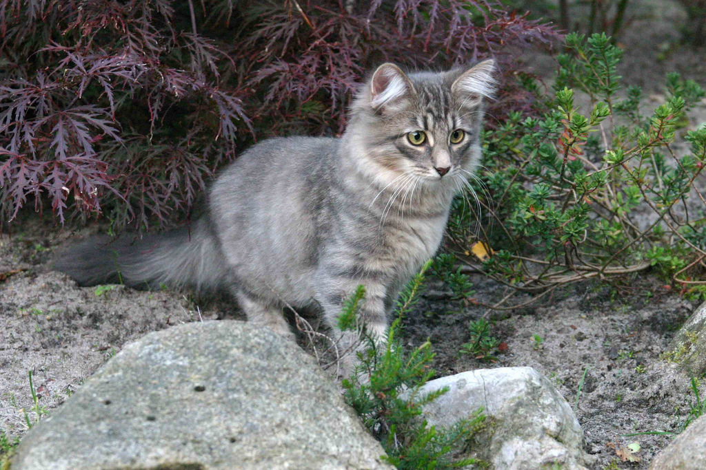 Млади сибирски мачки
