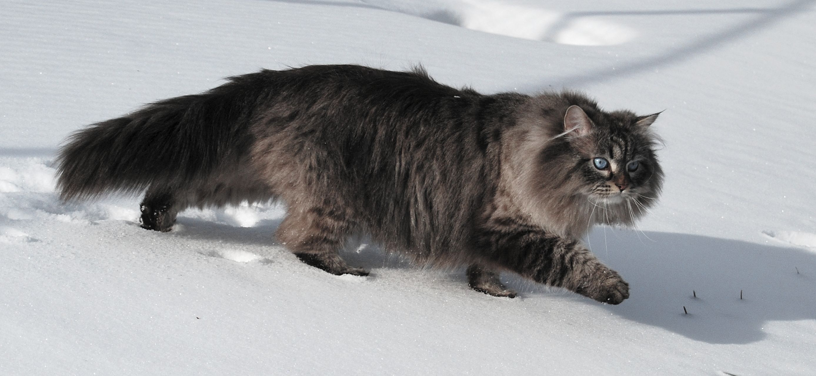 Kucing Siberia berjalan di salji