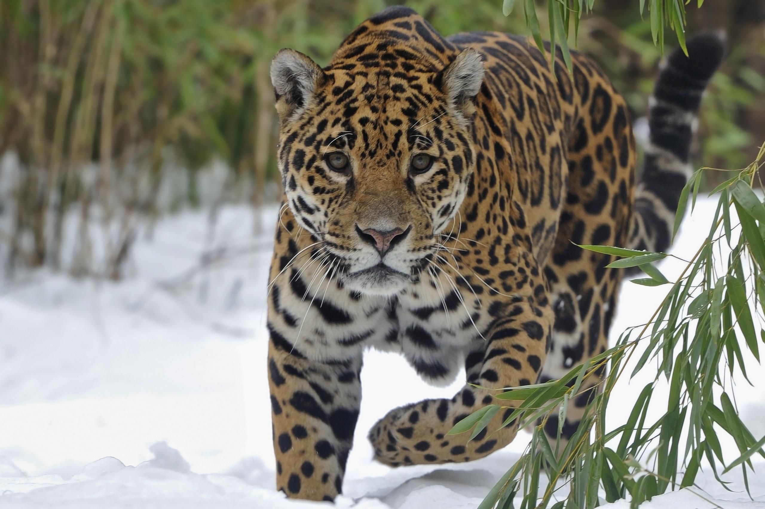 เสือจากัวร์ในหิมะ