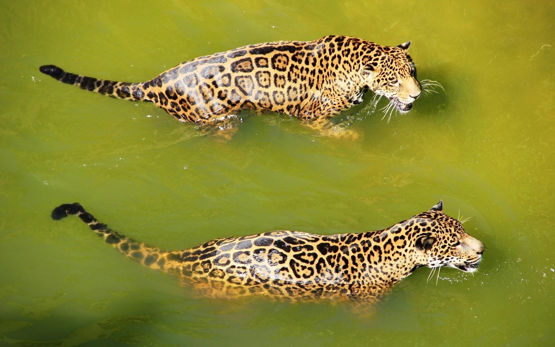 Jaguars in the water