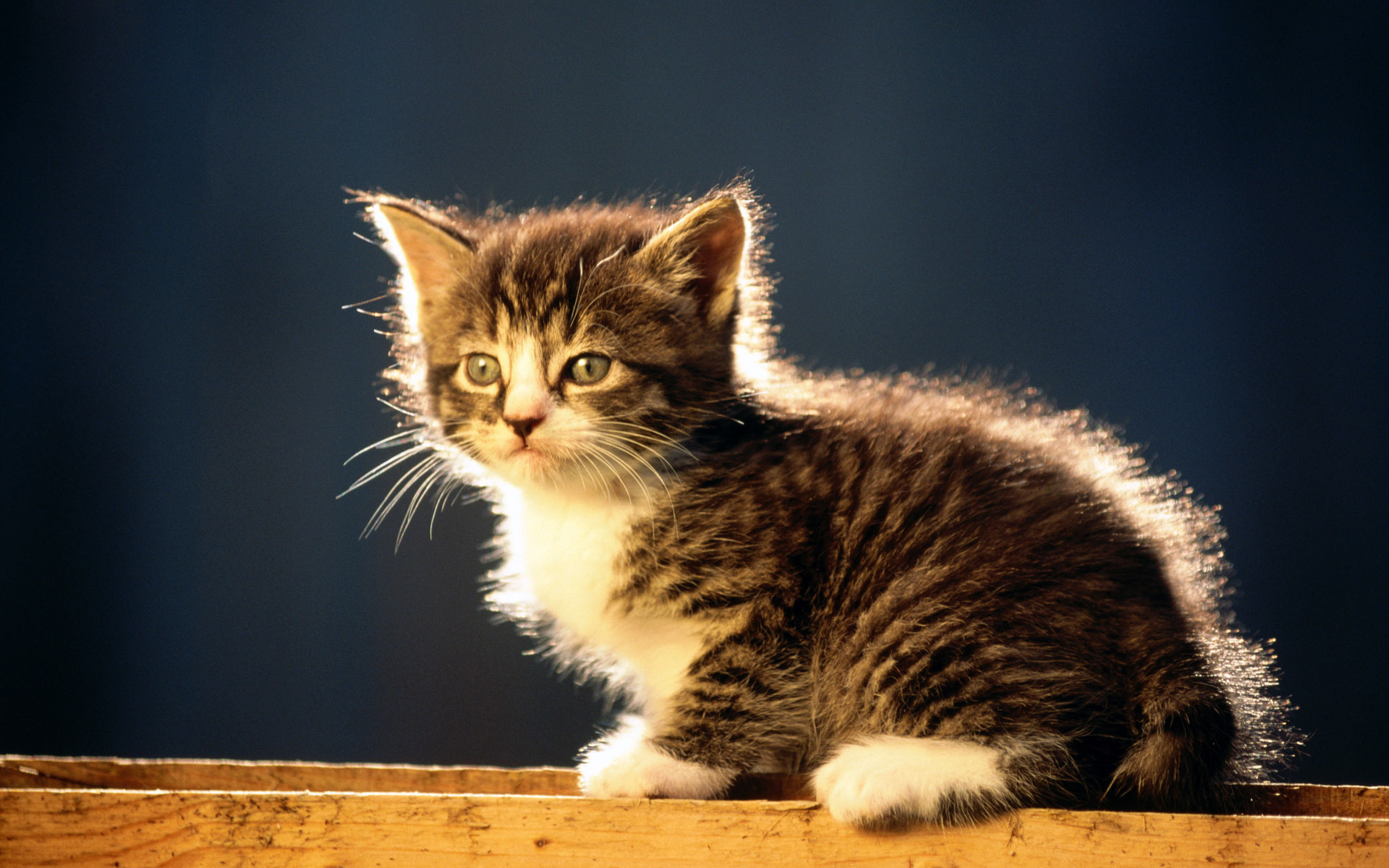 Little Kuril Bobtail Kitten