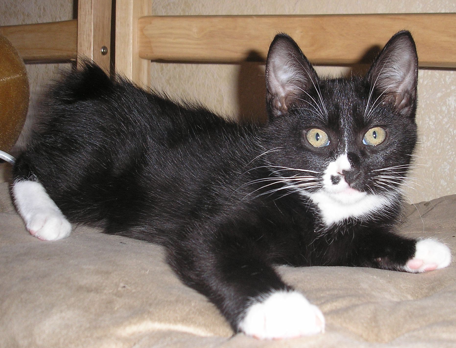 Μαύρο και άσπρο γατάκι Kuril Bobtail