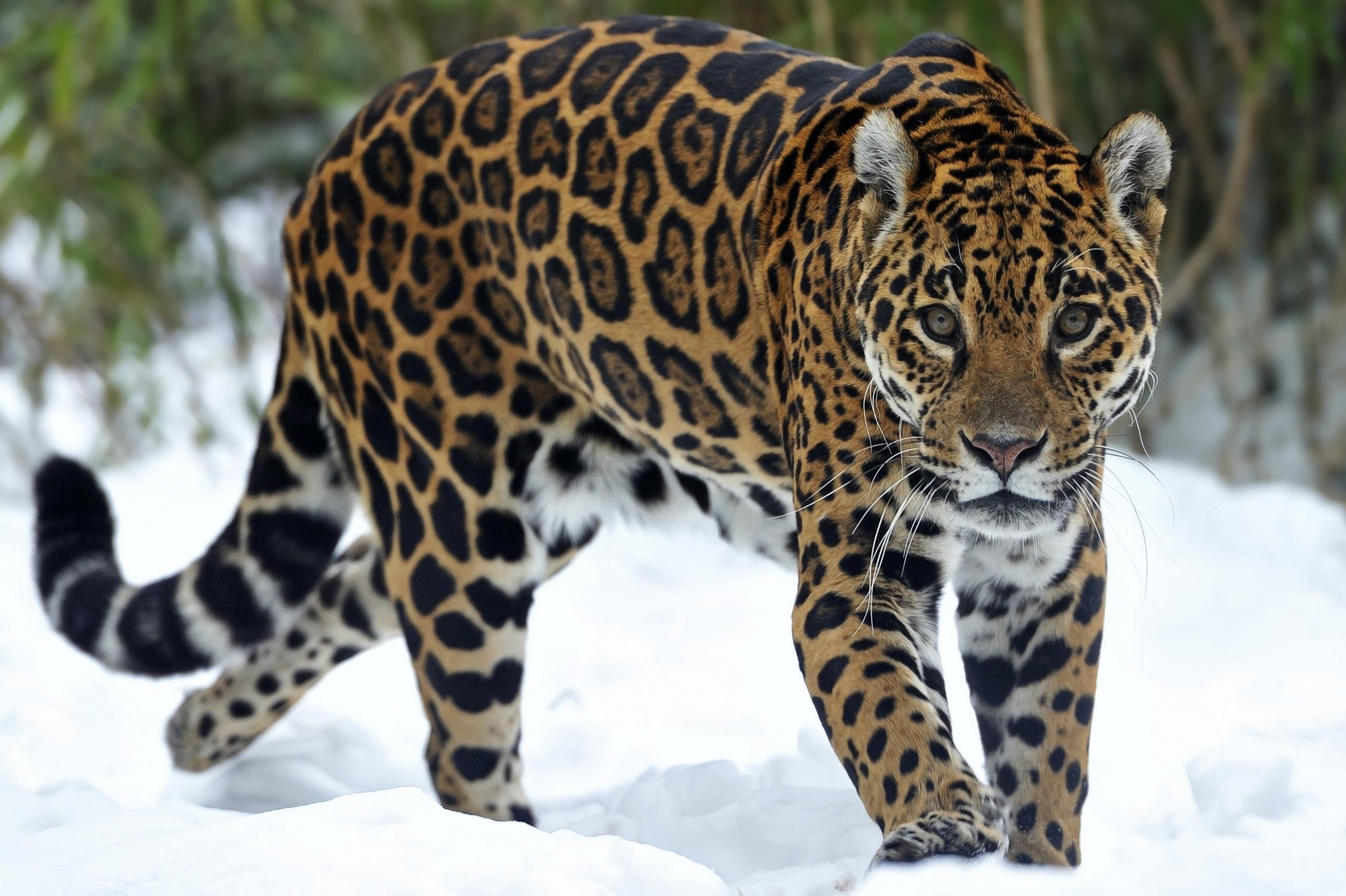 Jaguar hotuna