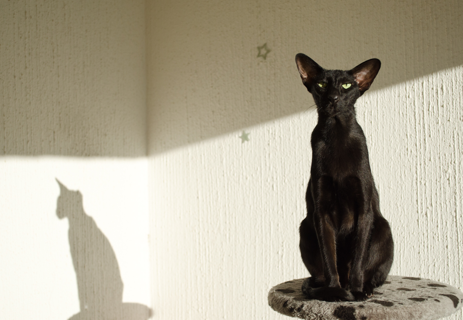 Ανατολή μαύρη γάτα