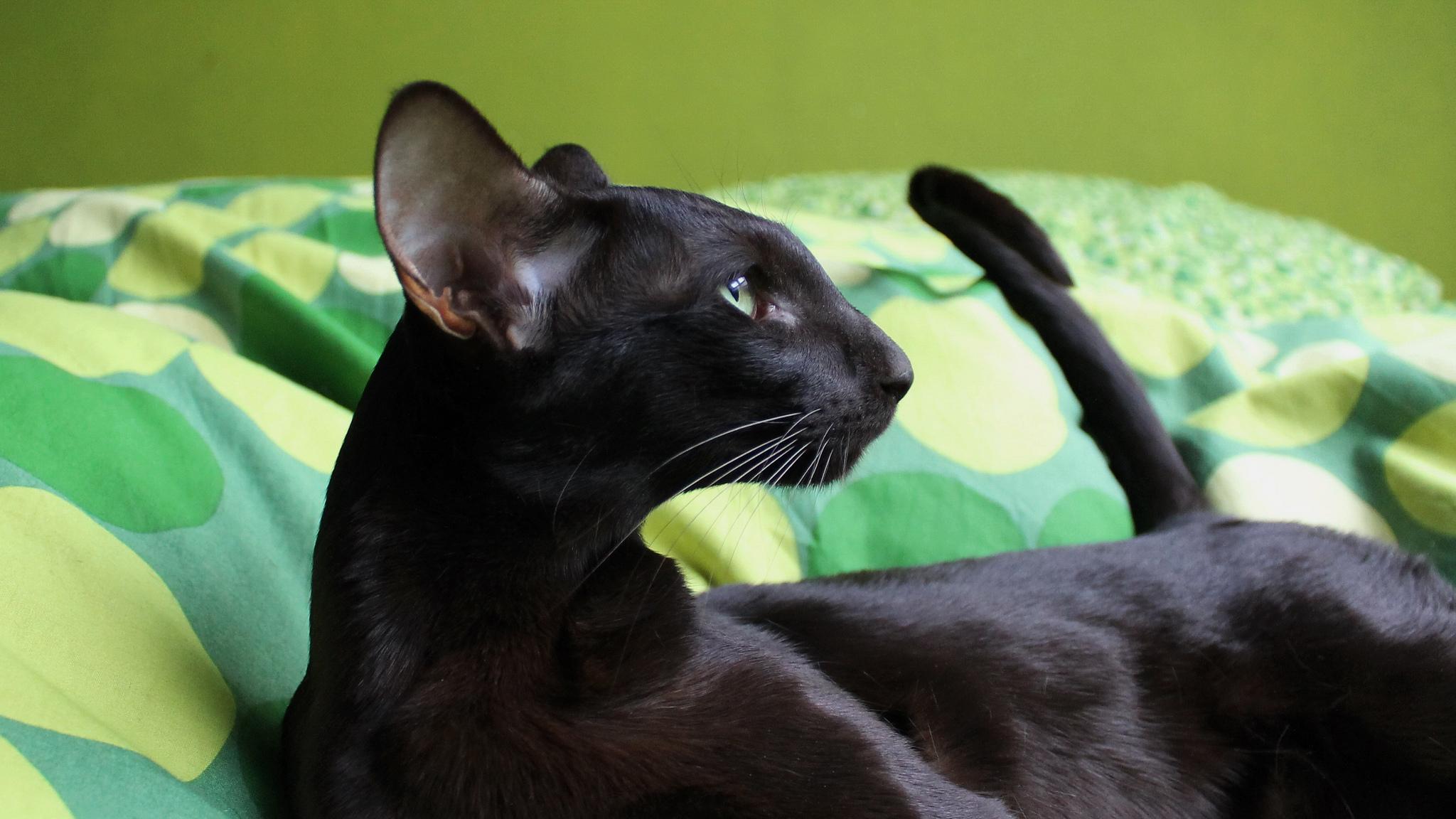 Ανατολή μαύρη γάτα