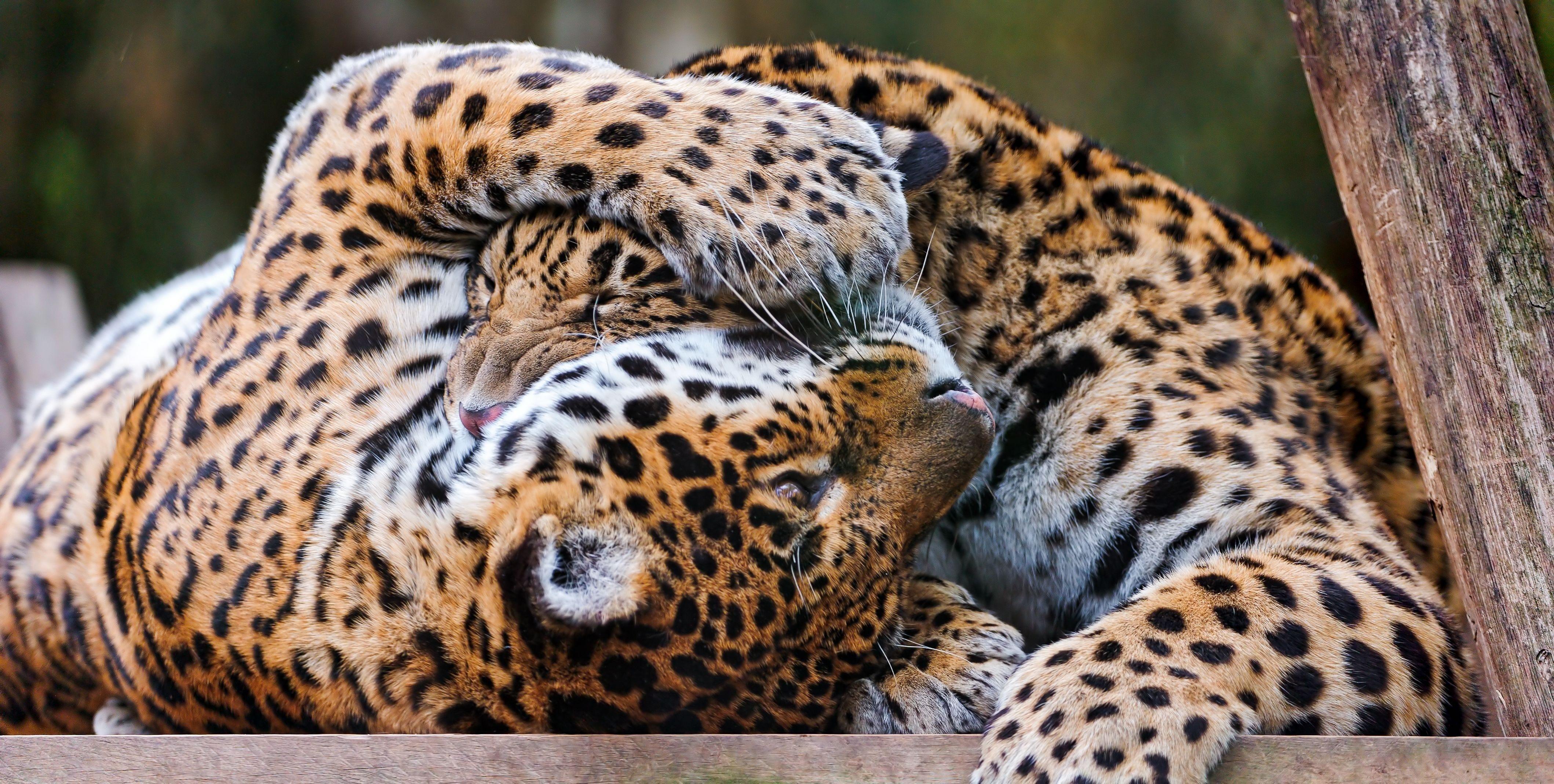 Jaguari igraju