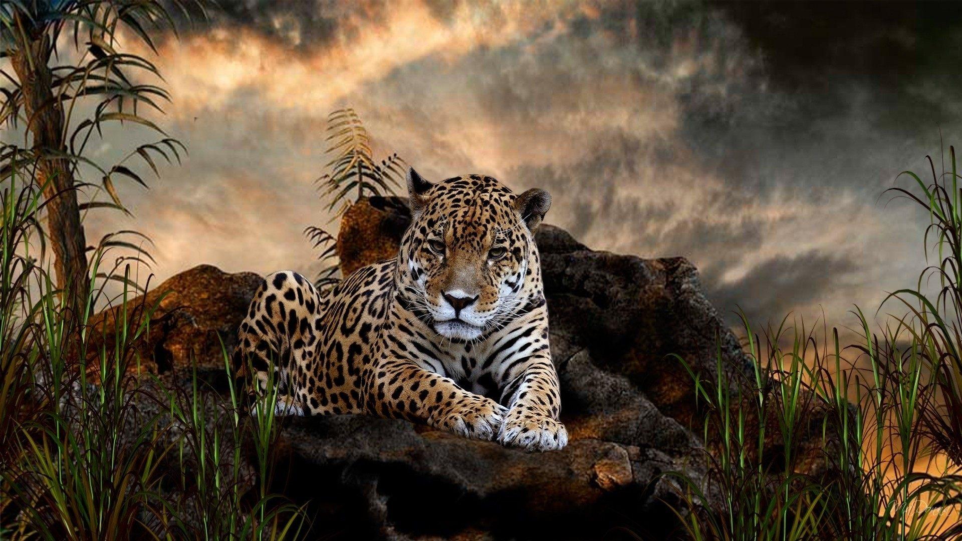 Jaguar şəkil