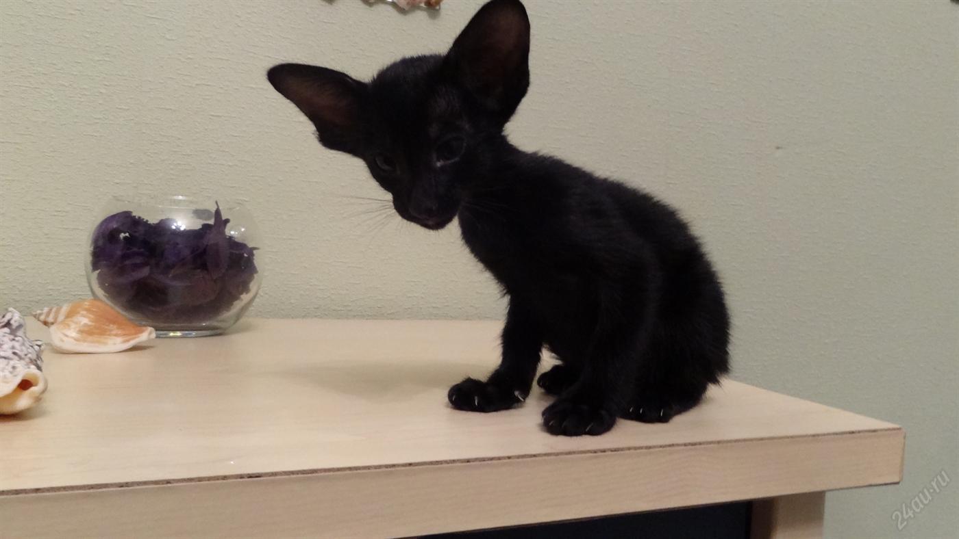 Μαύρη Oriental Kitten