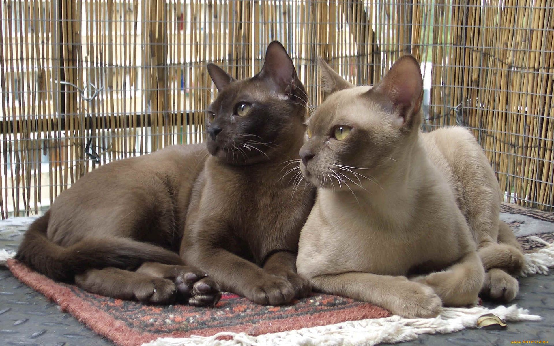 A pair of Burmese cats