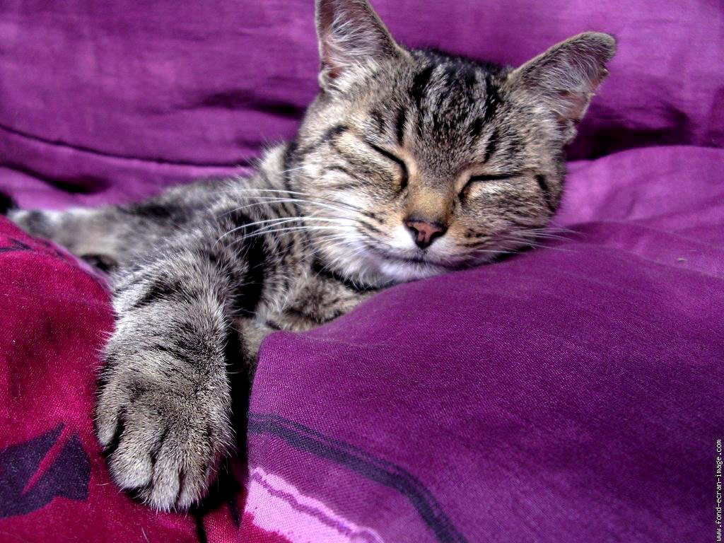 Եվրոպական shorthair cat