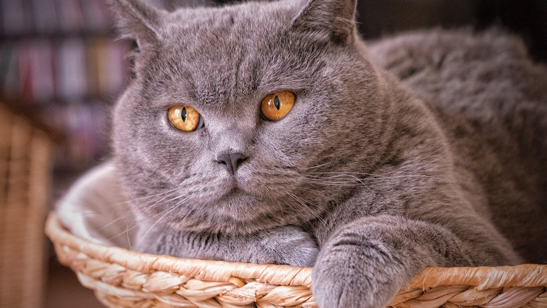 Британдық shorthair cat