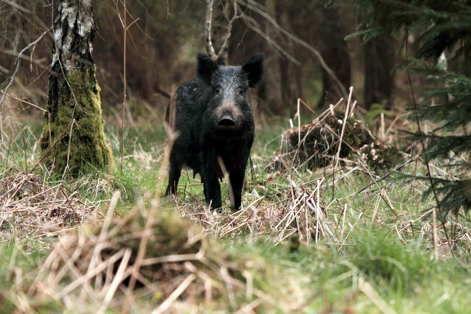 Young boar