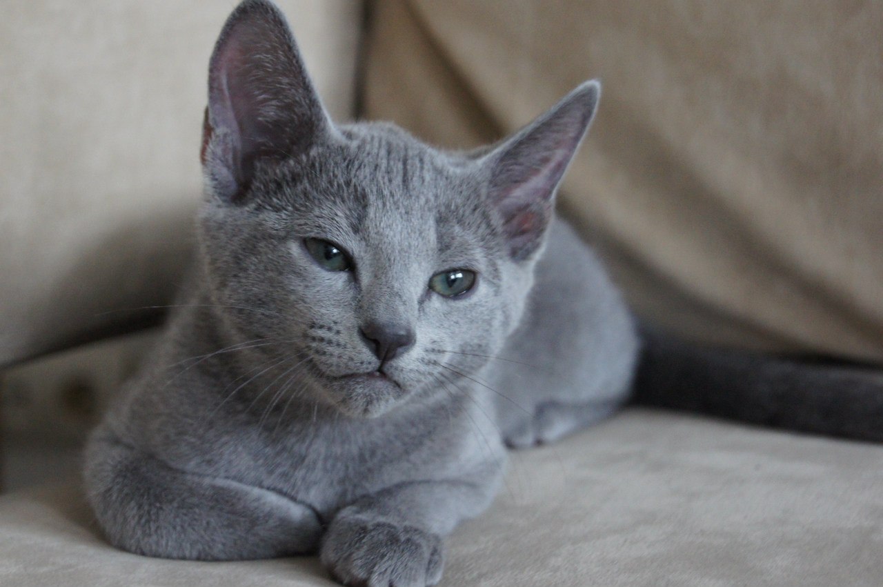 रशियन निळा मांजरी: फोटो