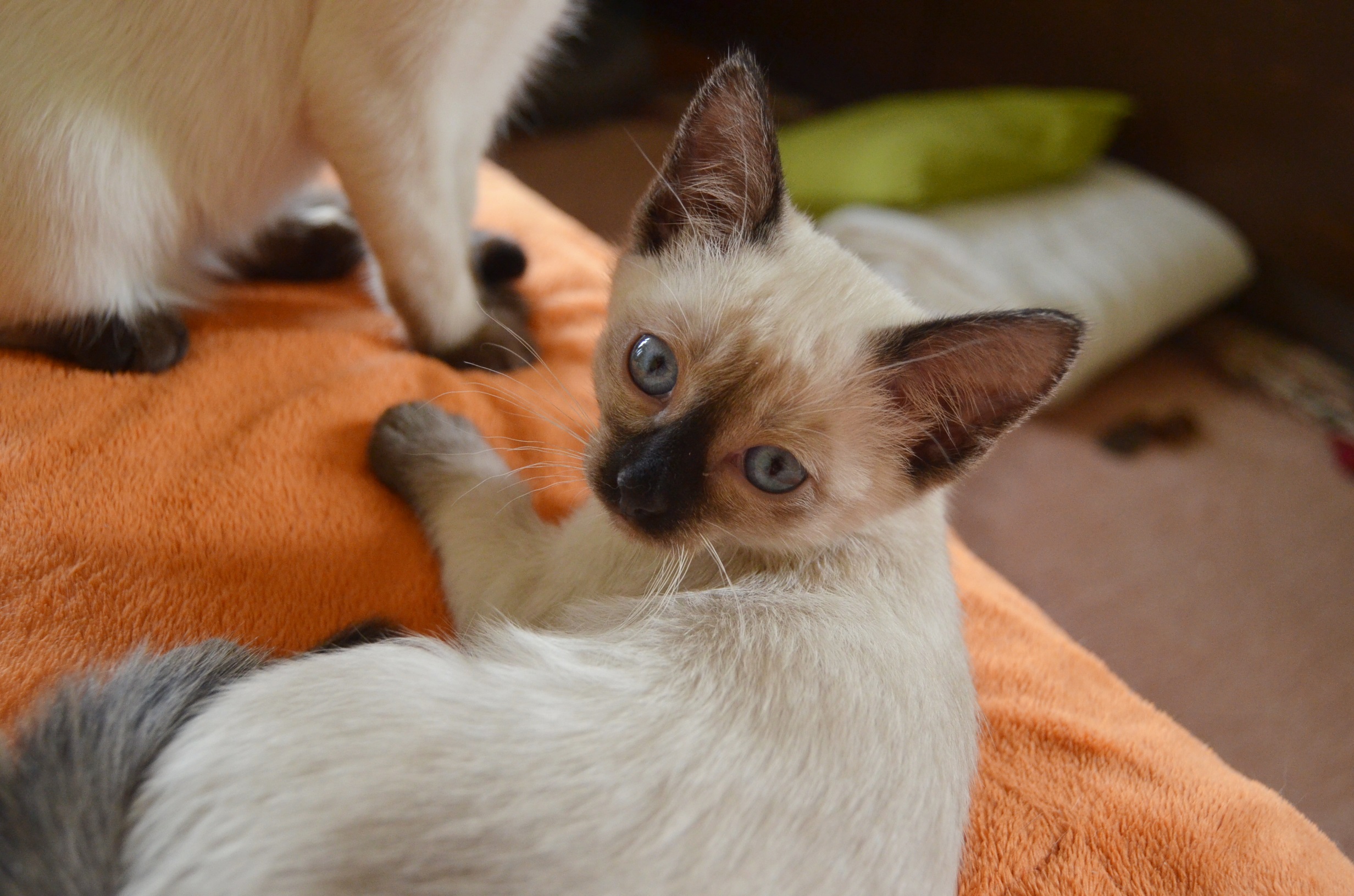 Thai kitten