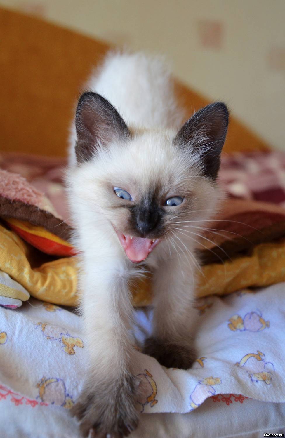 Thai kitten is yawning