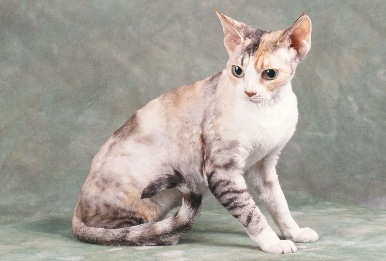 گربه Devon Rex