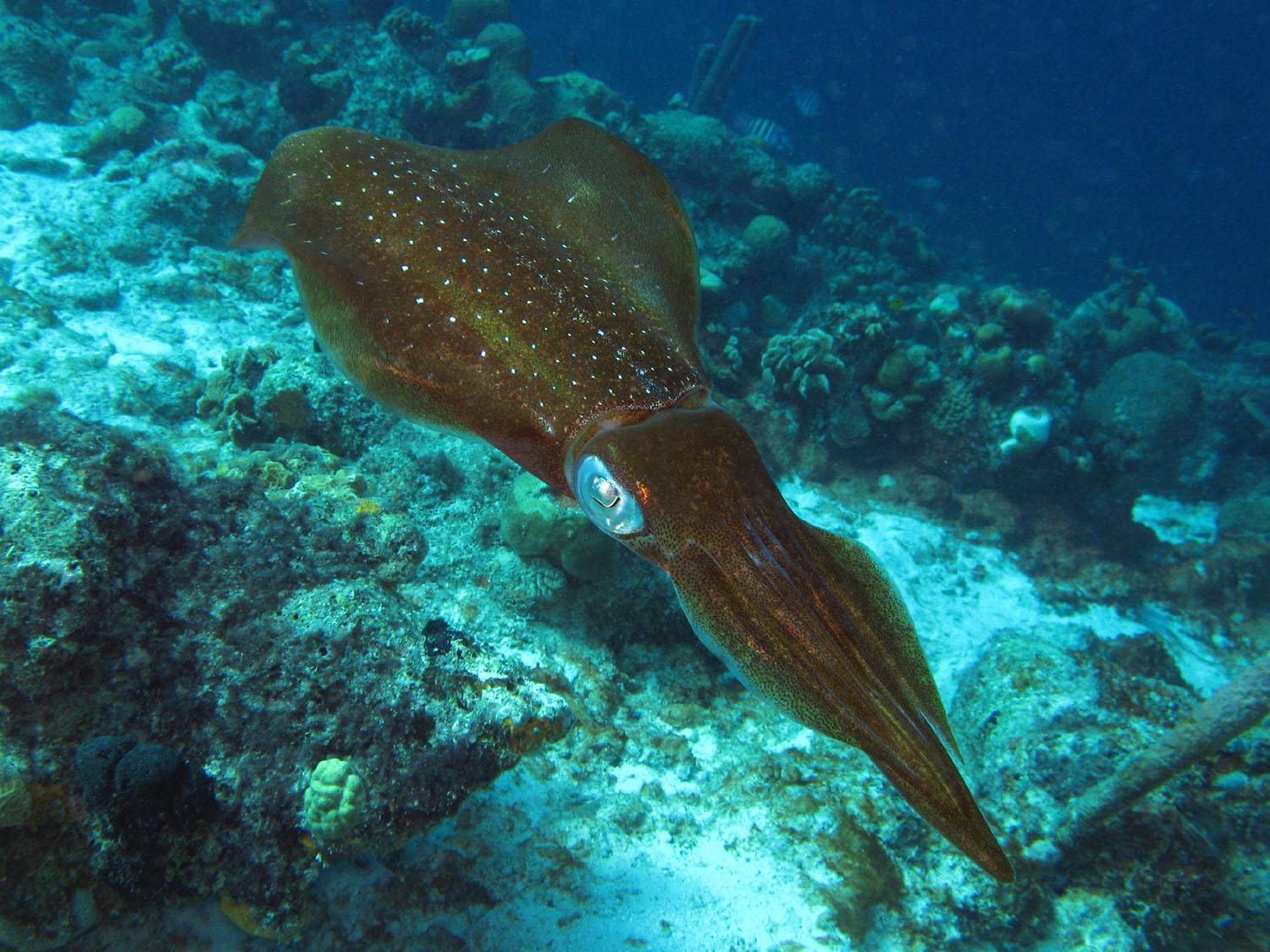 Squid photo
