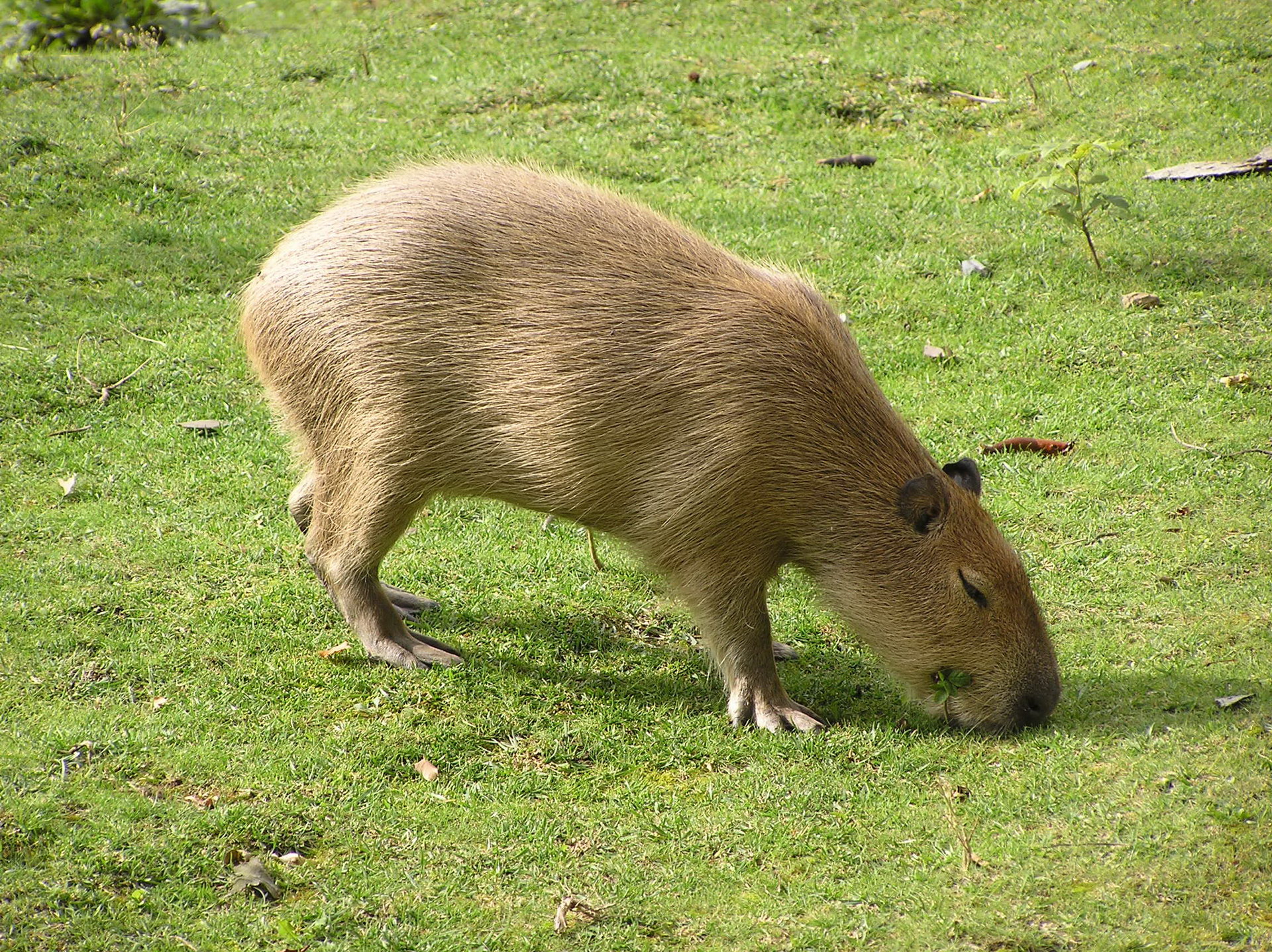 ภาพ capybaras