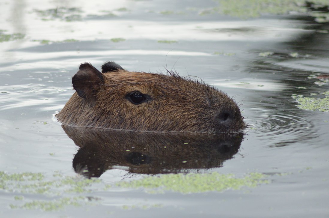Capybara ในน้ำ
