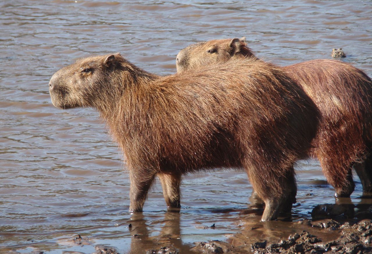 Capybaras ริมน้ำ