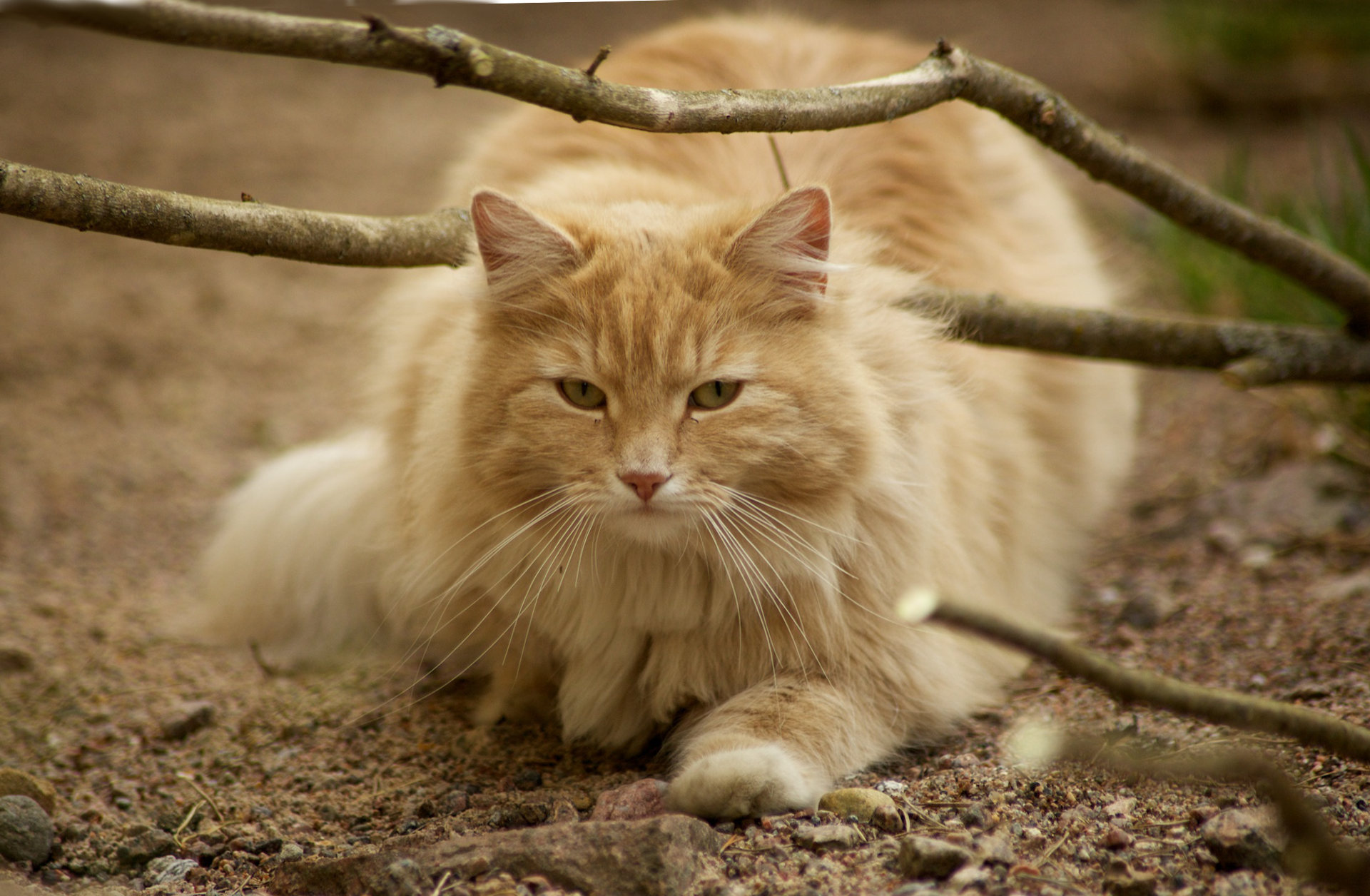Kot norweski leśny