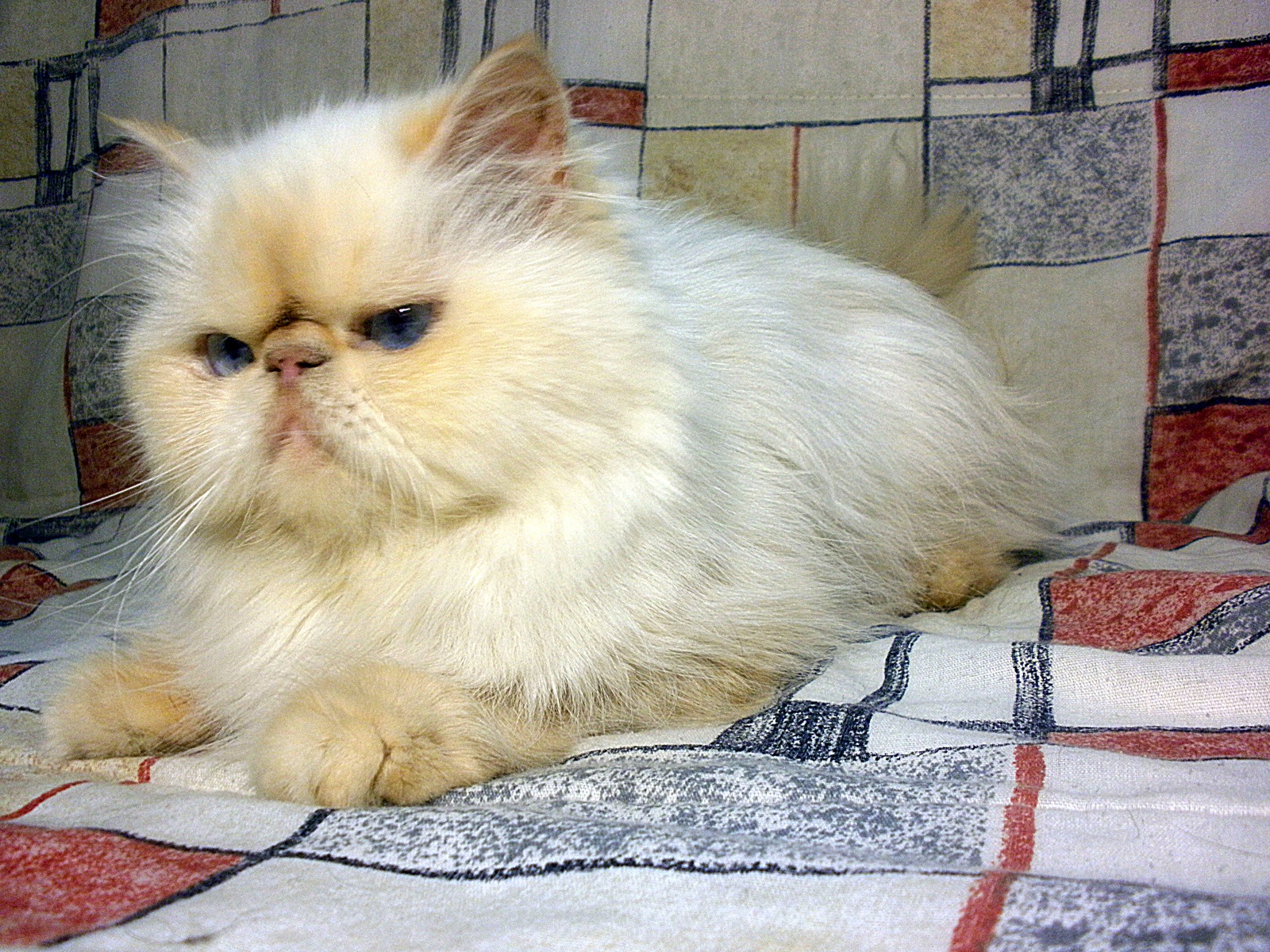 Χρώμα Ιμαλαΐων γάτα Κόκκινο (Φλόγα) Σημείο