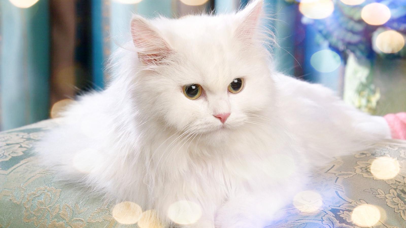 Witte kitten Turkse vana