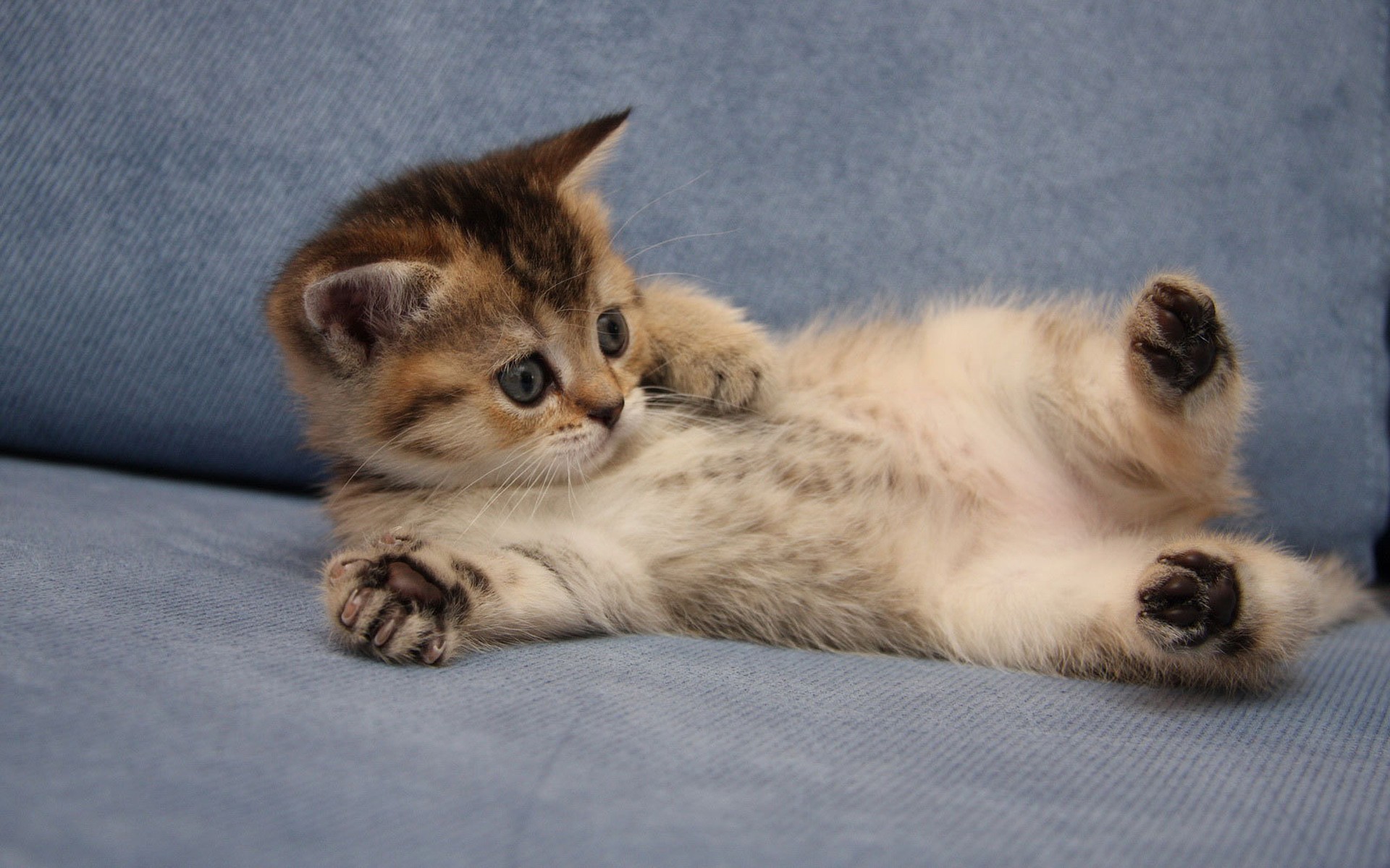 Piccolo gattino turco