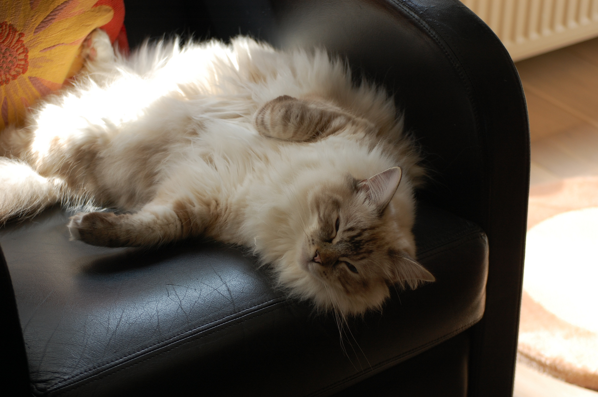 Ragdoll is resting on the couch
