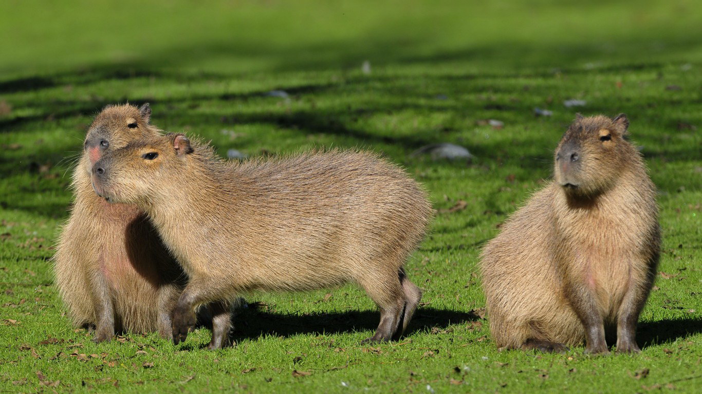 Capybara บนฝั่ง
