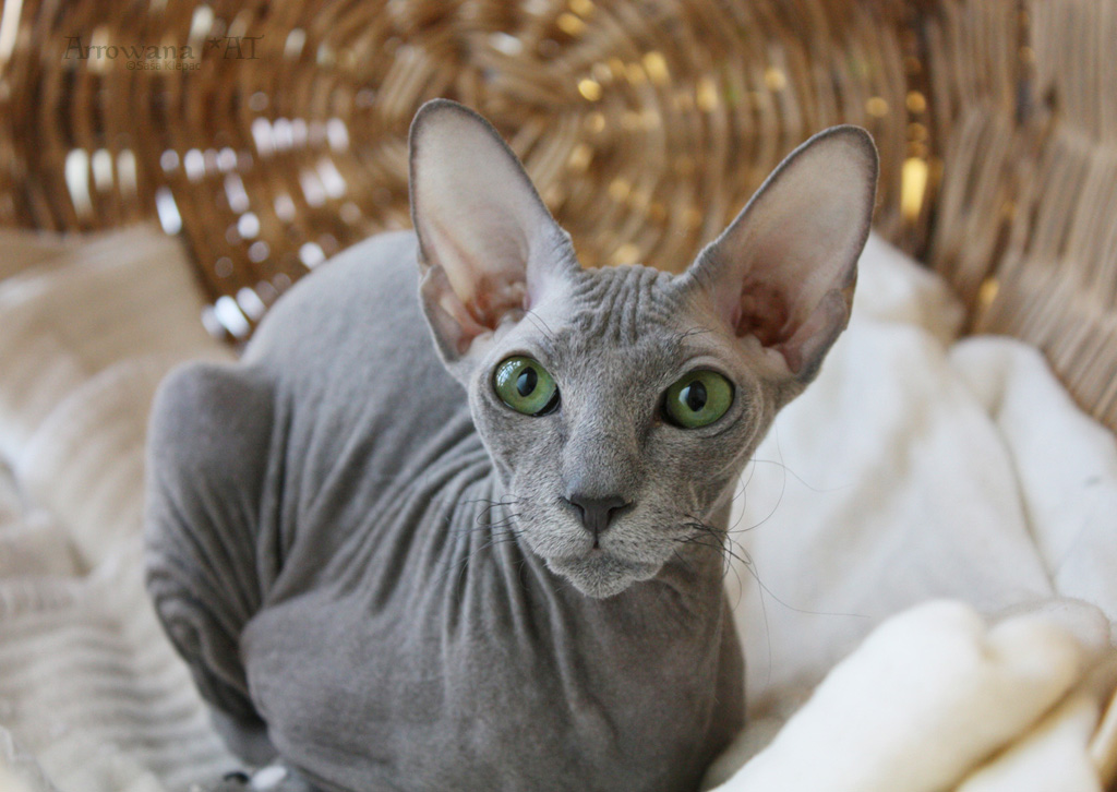 स्फिंक्स मांजरी: फोटो