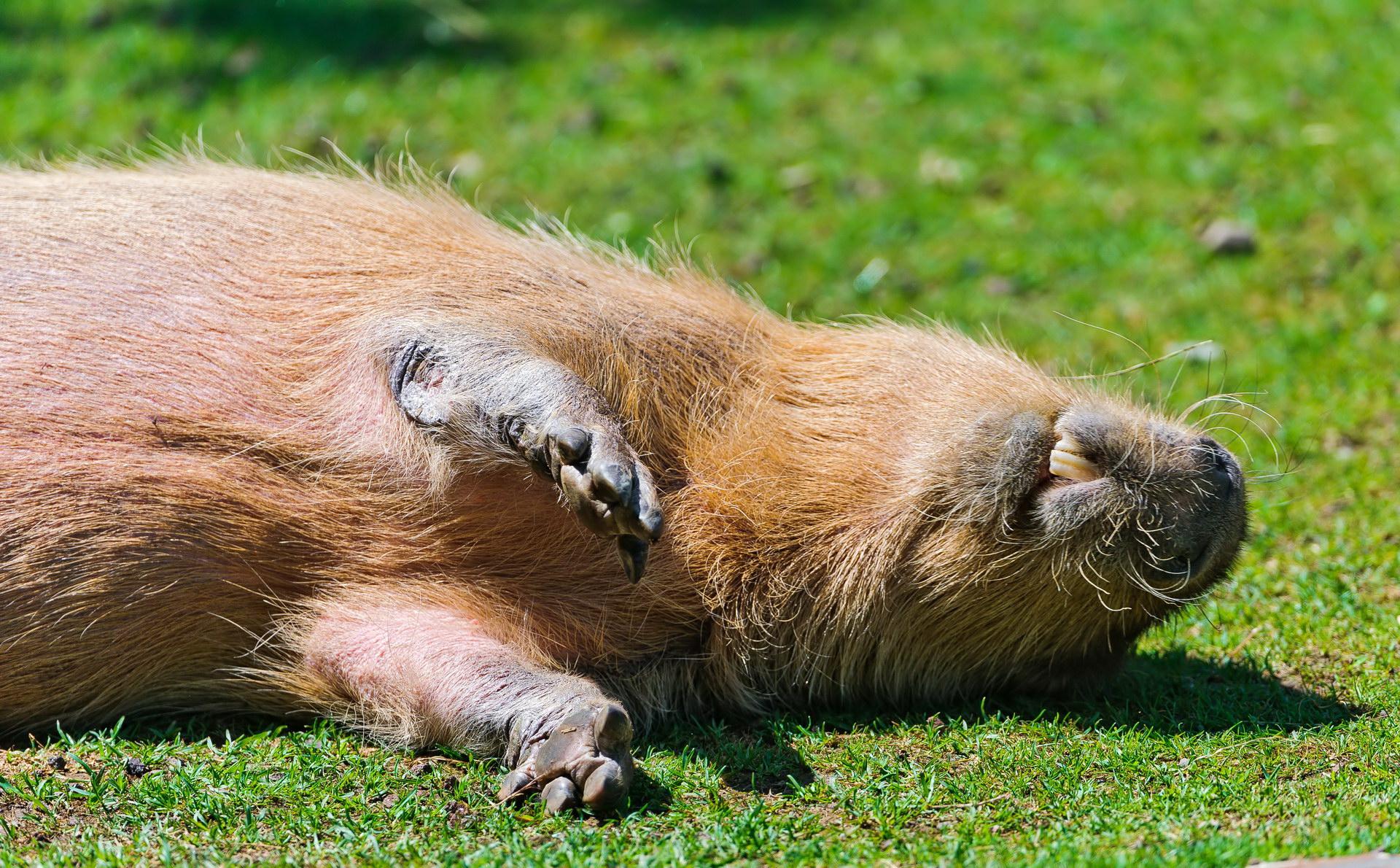 Kapibara se odmara