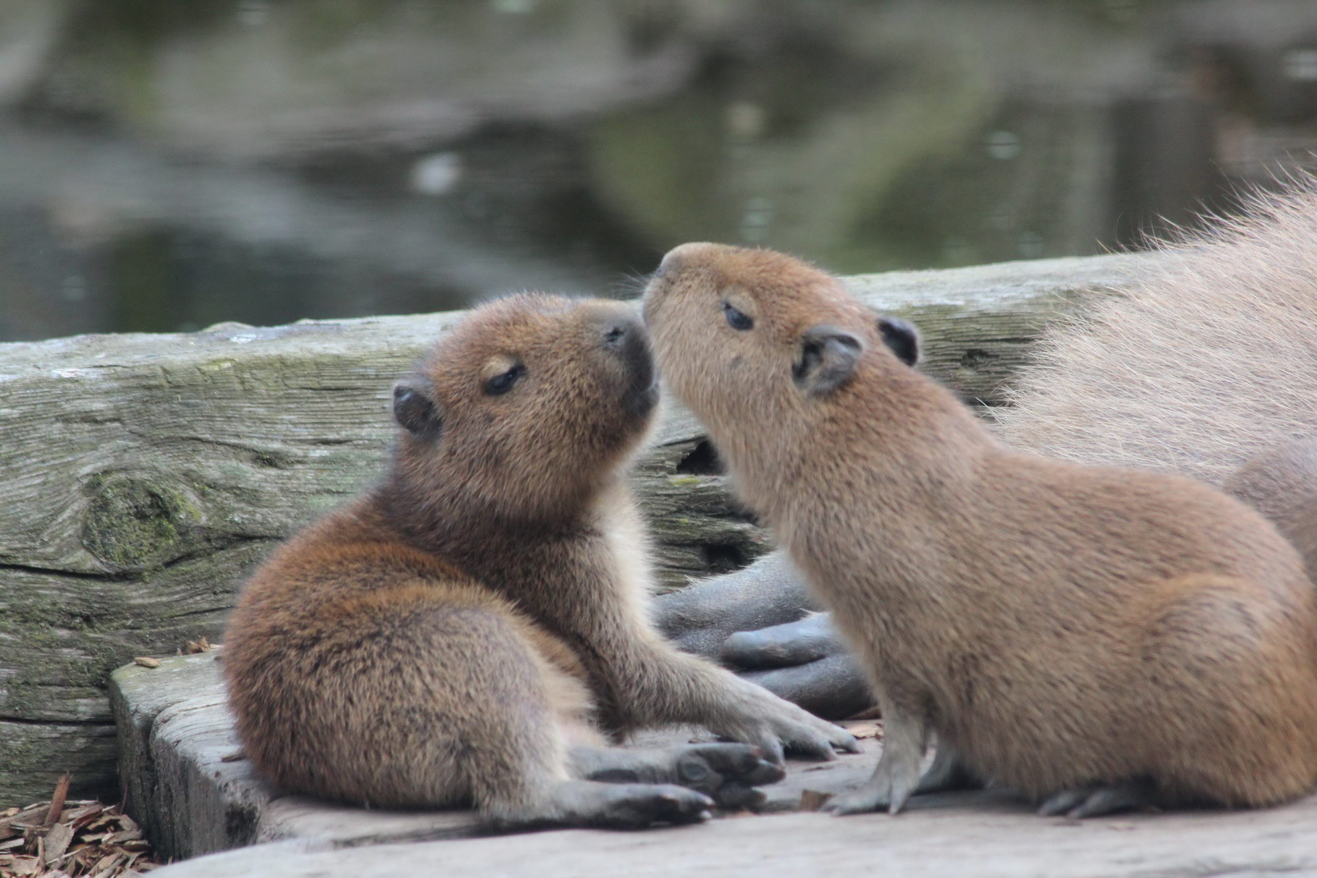 Young capybaras