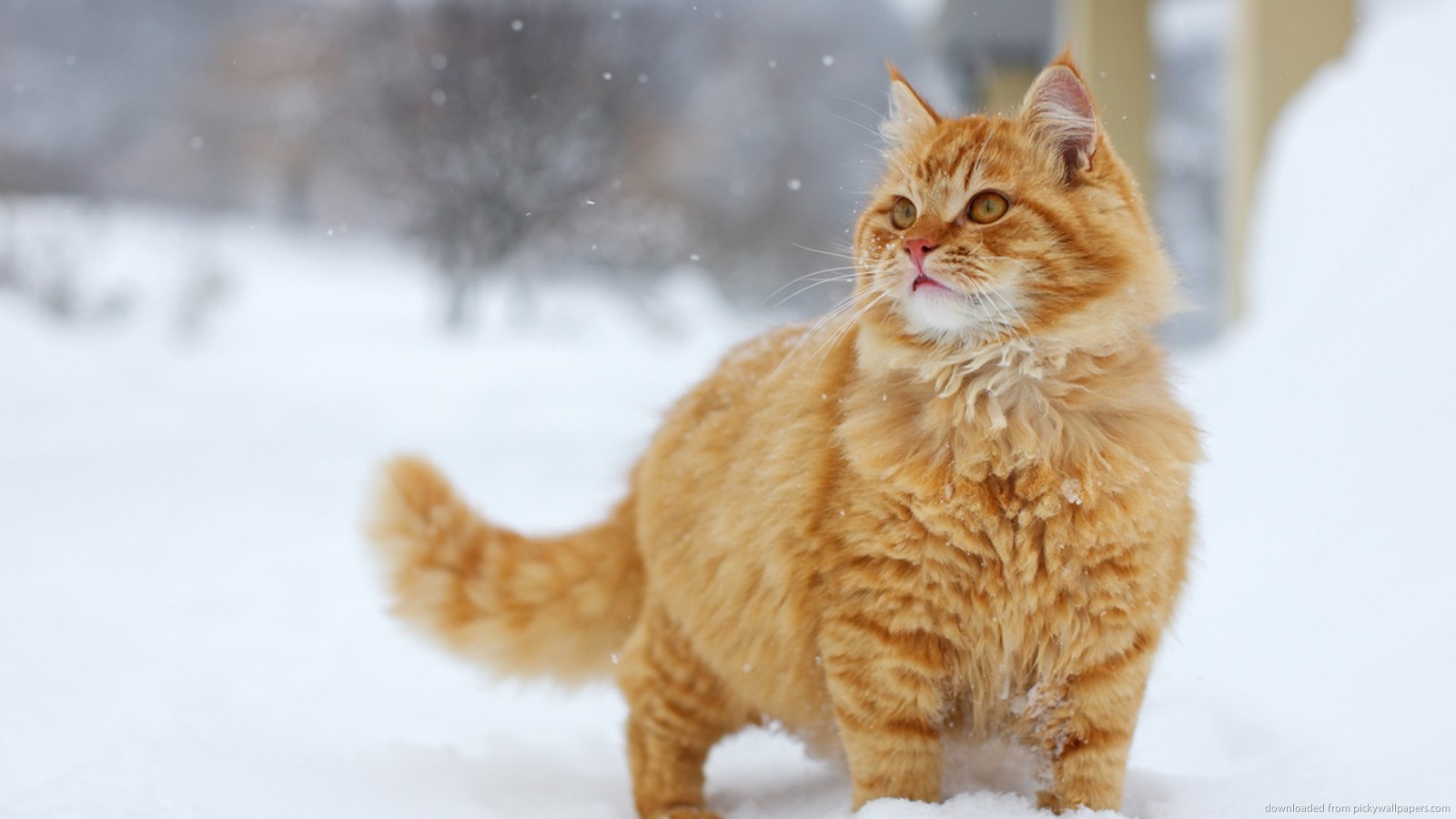 Κόκκινη γάτα στο χιόνι