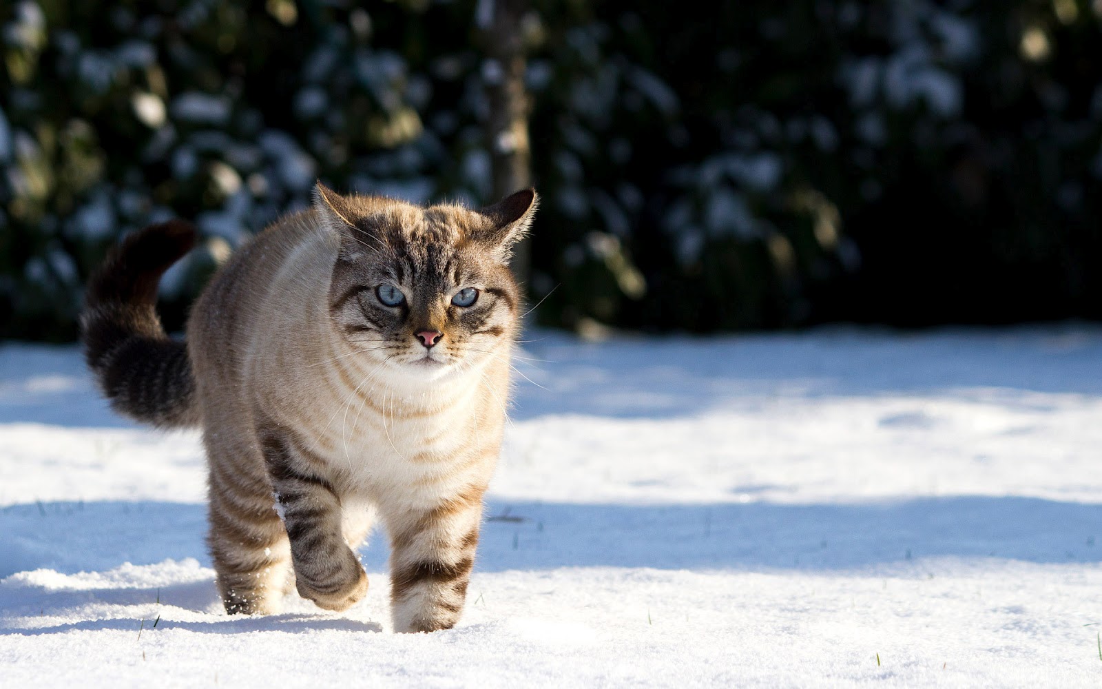 Foto de um gato no inverno