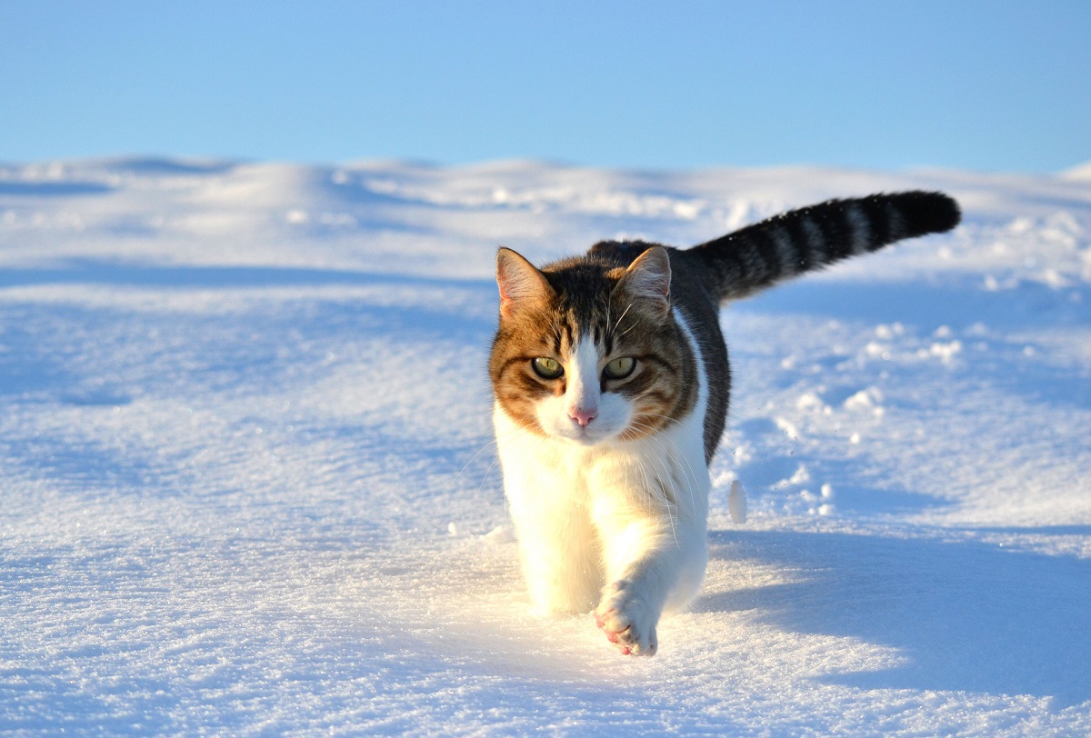 صورة قطة في الشتاء