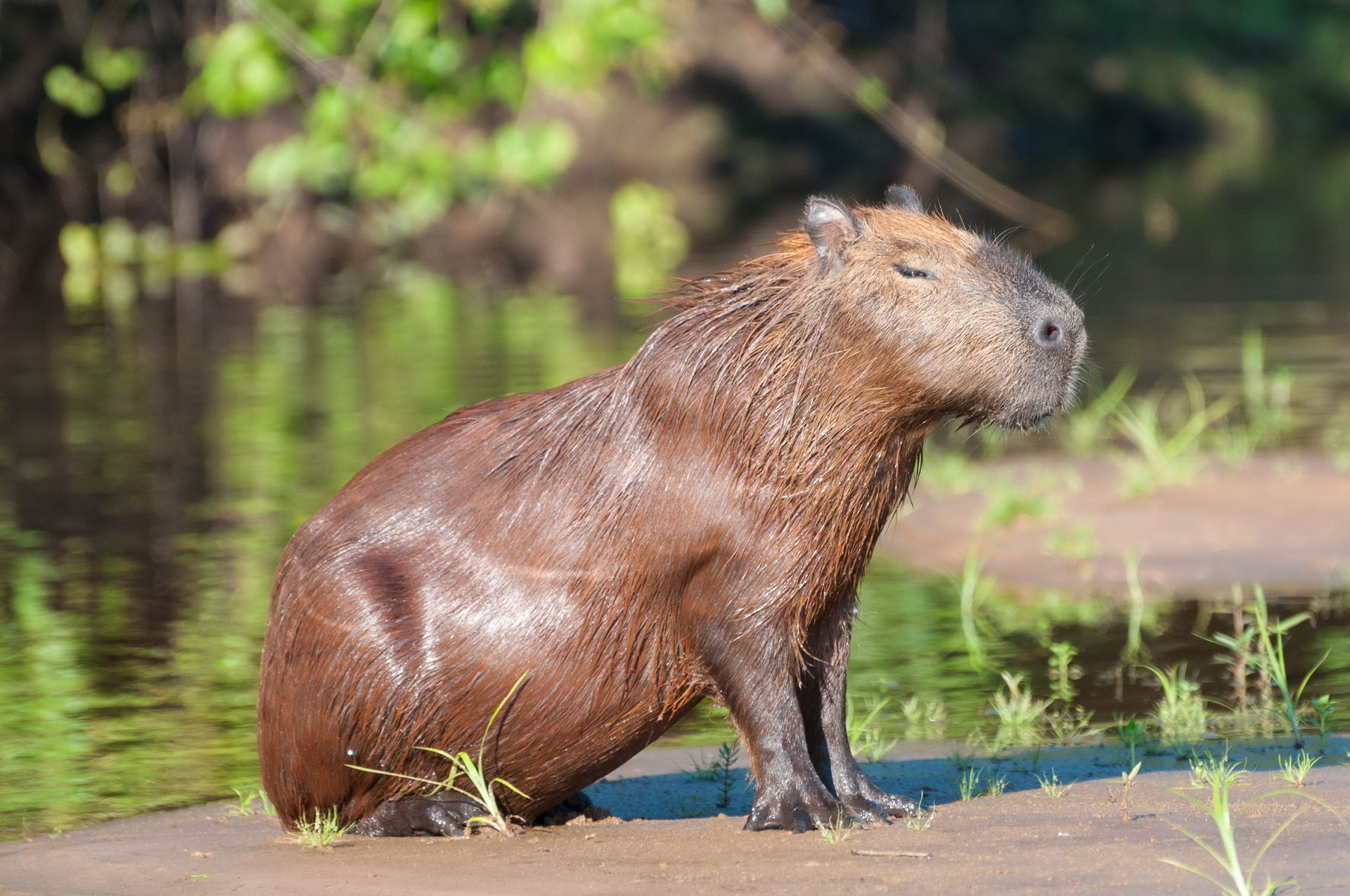 Capybara เปียก