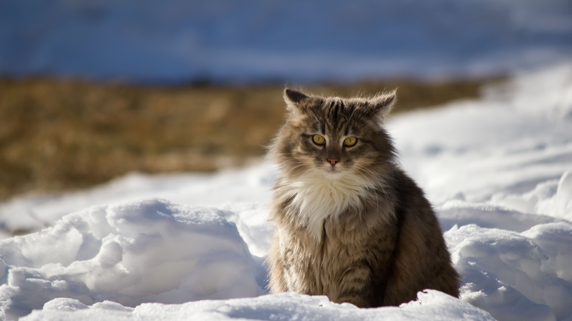 Kot myśli zima siedzi na śniegu