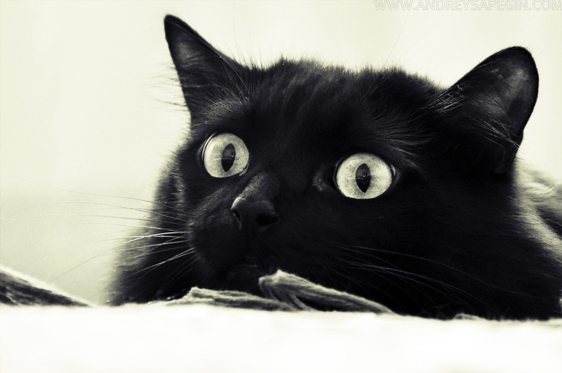 შავი კატა