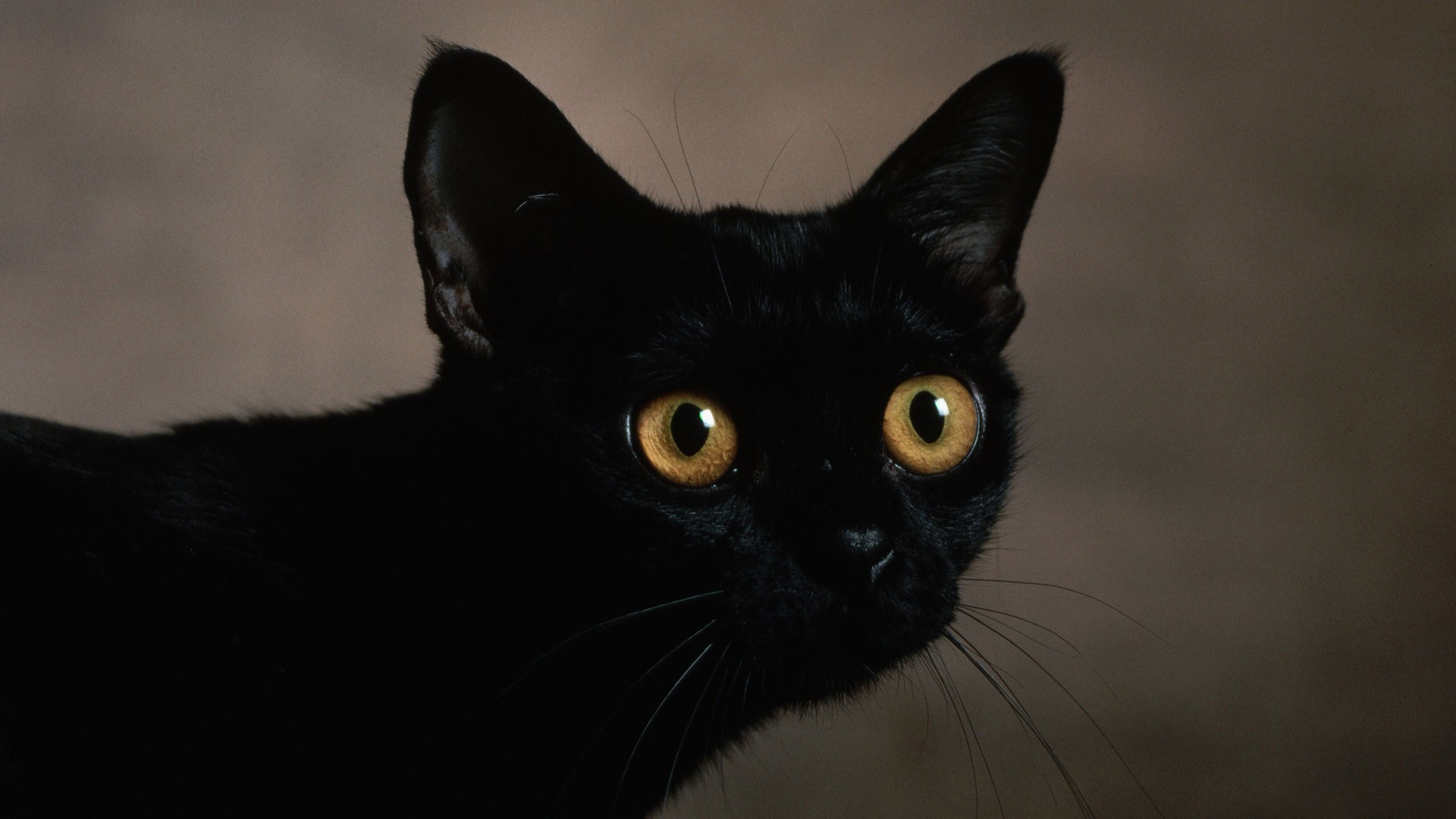 कालो बिल्लियों को फोटो