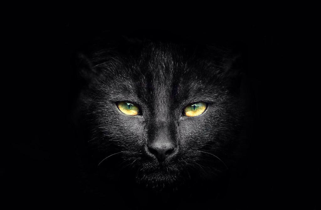 काळ्या मांजरीचा फोटो
