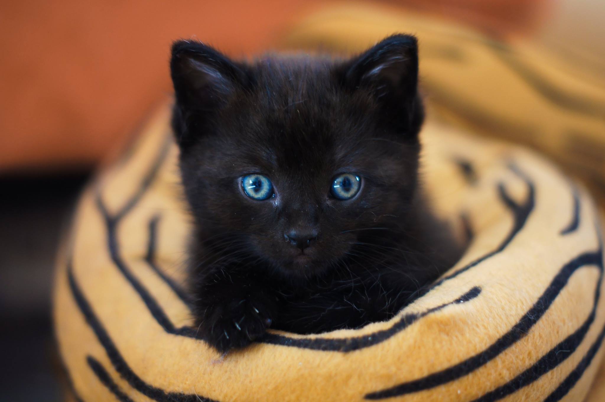 Czarny kotek o niebieskich oczach