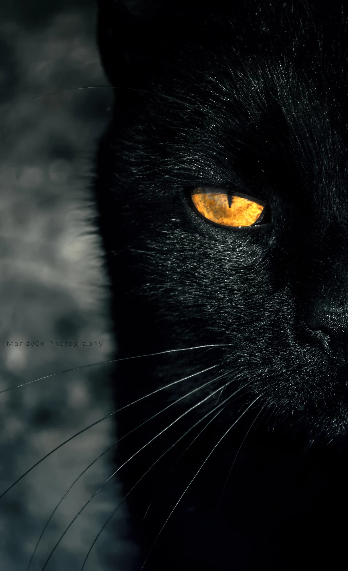 Црно маче са плавим очима