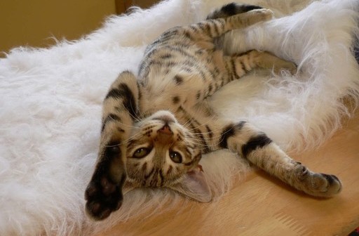 ओरिएंटल ब्लॅक मांजरी: फोटो